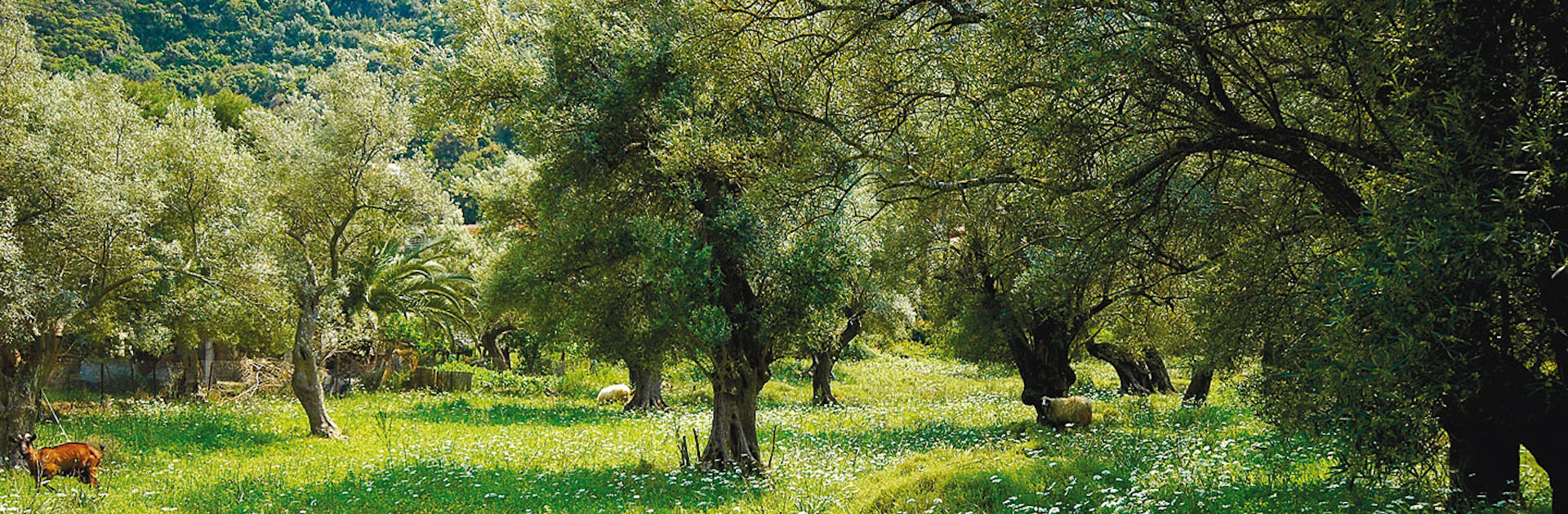 Αγροτικές Εκμεταλλεύσεις & Εμπορία Προϊόντων