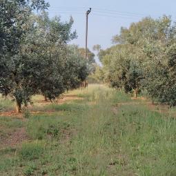 Αγροτεμάχιο στη Μαγούλα Μεσολογγίου