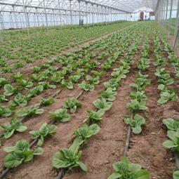 Θερμοκήπιο