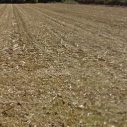 Field